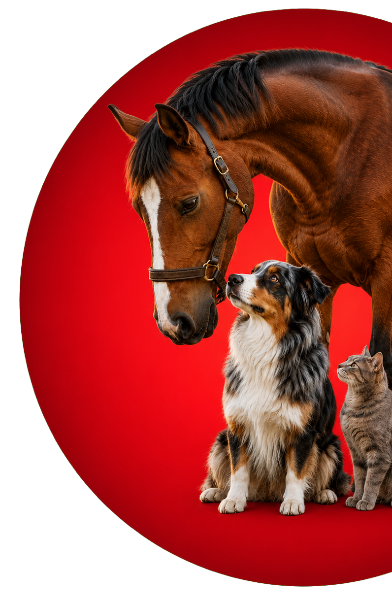 Pferd, Hund und Katze als Symbol f&uuml;r die integrative Tiermedizin im TGZ Idstein